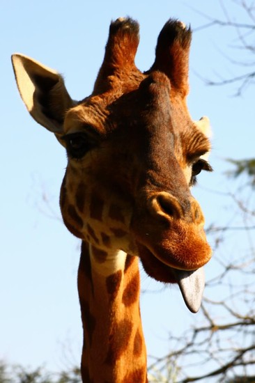 Giraffa allo zoo