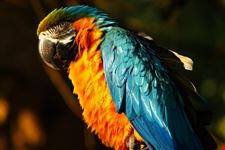 Papagalo allo zoo