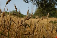 Campo di grano