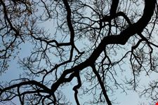 L'albero della vita