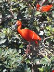 ibis sacro