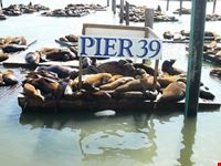 san francisco leones marinos
