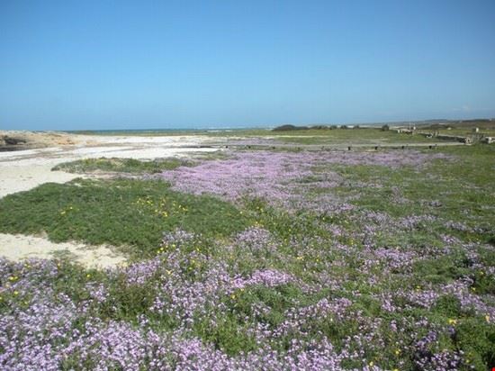 Is Arutas Foto alla spiaggia di Is Arutas in primavera, ricoperta di fiori affioranti direttamente dalla sabbia!  