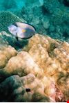 Marsa Alam-underwater