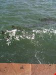 Mare...