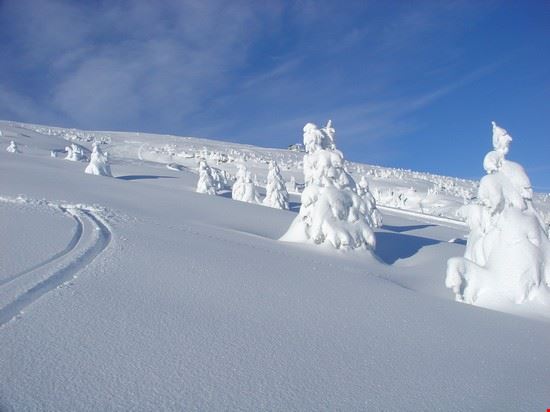 Passo Brocon - abeti ricoperti da un candido manto di neve