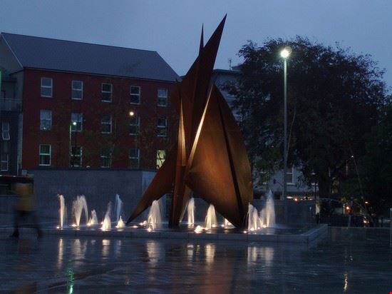  Galway kopretinka - Creative Commons kopretinka