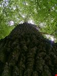 Cerro