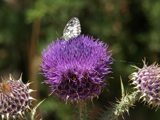 Flora e fauna della Murgia