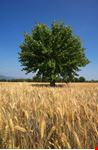 Campo di grano