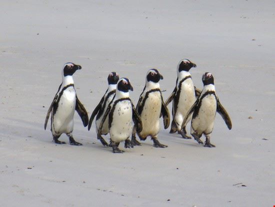  Cape Town  