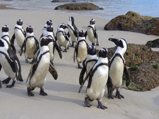 Pinguini a passeggio