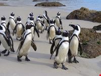 pinguini a passeggio citta del capo