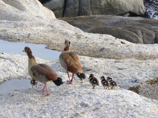 La famigliola