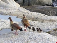 la famigliola citta del capo
