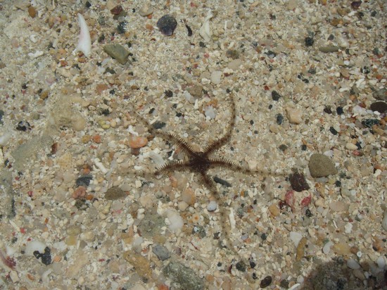 Marsa Alam