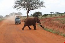 Safari
