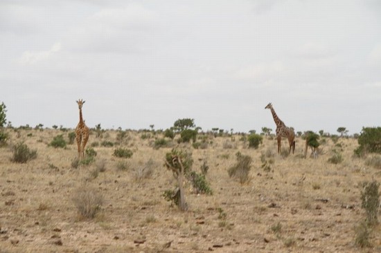Safari