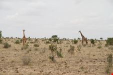Safari