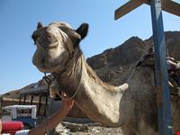 dahab kamel dahab