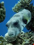 dahab puffer fish lighthouse dahab