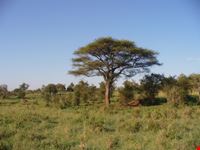Tsavo