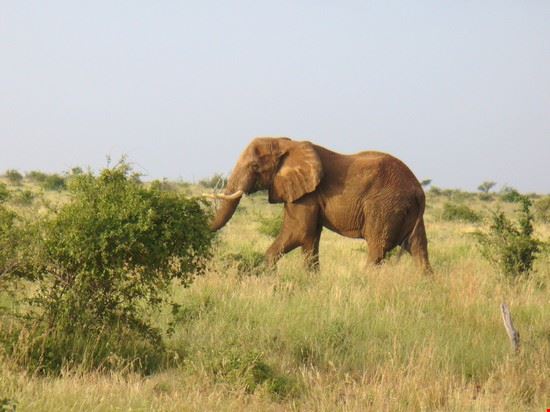 Tsavo East National Park Malindi  