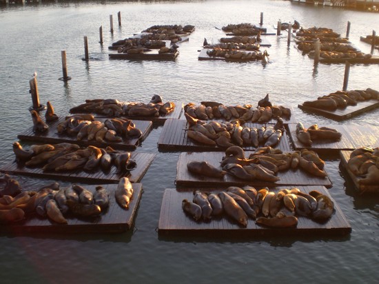 I Leoni del Pier