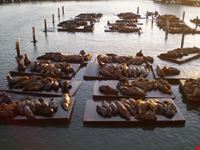 I Leoni del Pier