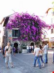 Flora del Garda