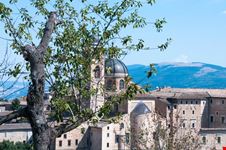 Urbino