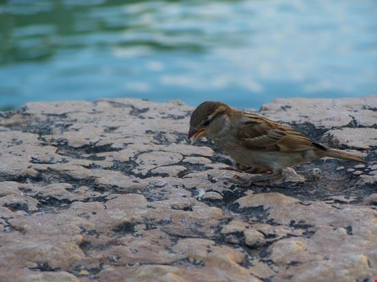  Sirmione  