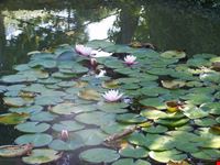 Flora del Garda