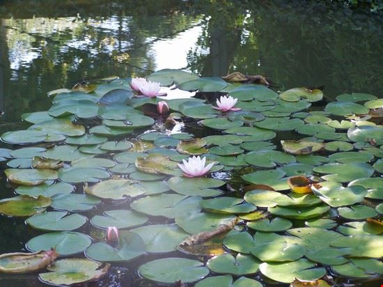  Caratteristica delle città che s'affacciano sul Garda è la loro ricca flora. Nella foto fiori di loto in uno stagno che anticipa l'entrata al sentiero che conduce al Vittoriale.  