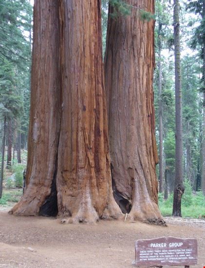  Sequoia National Park  