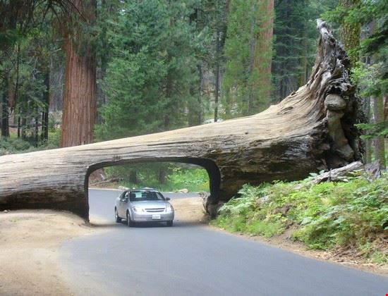  Sequoia National Park  
