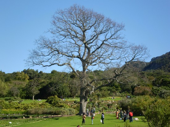 giardini di kirstenbosh citta del capo