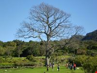 giardini di kirstenbosh citta del capo