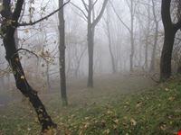 budapest foggy forest
