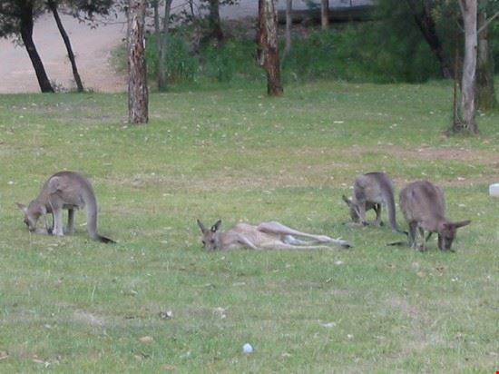  Sydney  