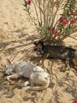 nuweiba streuner
