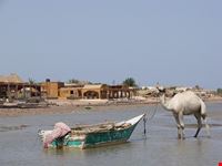 nuweiba kamelboot