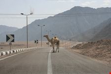 nuweiba camel crossing
