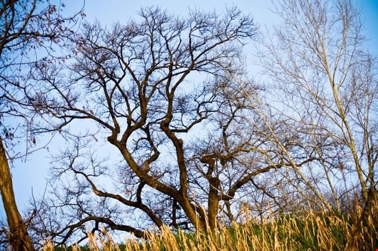 Le Cascine