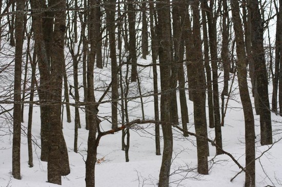 corno alle scale