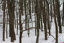 corno alle scale