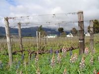 citta del capo i vigneti