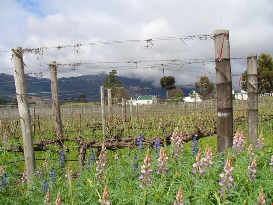 Franschhoek Città del Capo  