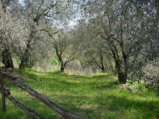  vista di un uliveto ad arquà Petrarca  