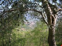 Vista di Arquà Petrarca dai colli